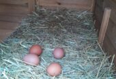 Eier