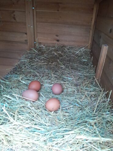 Eier